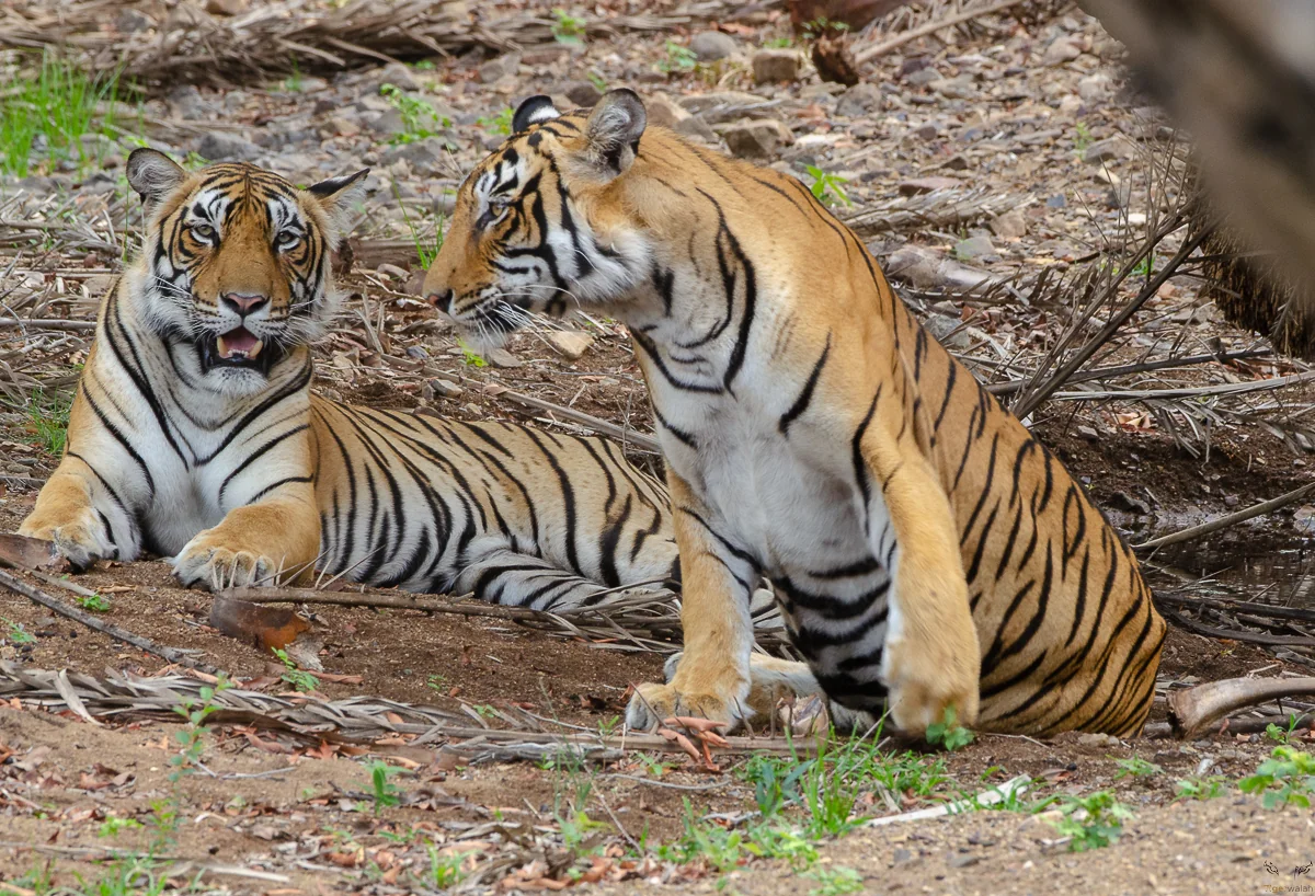 A Bengal Tiger in Ranthambore
