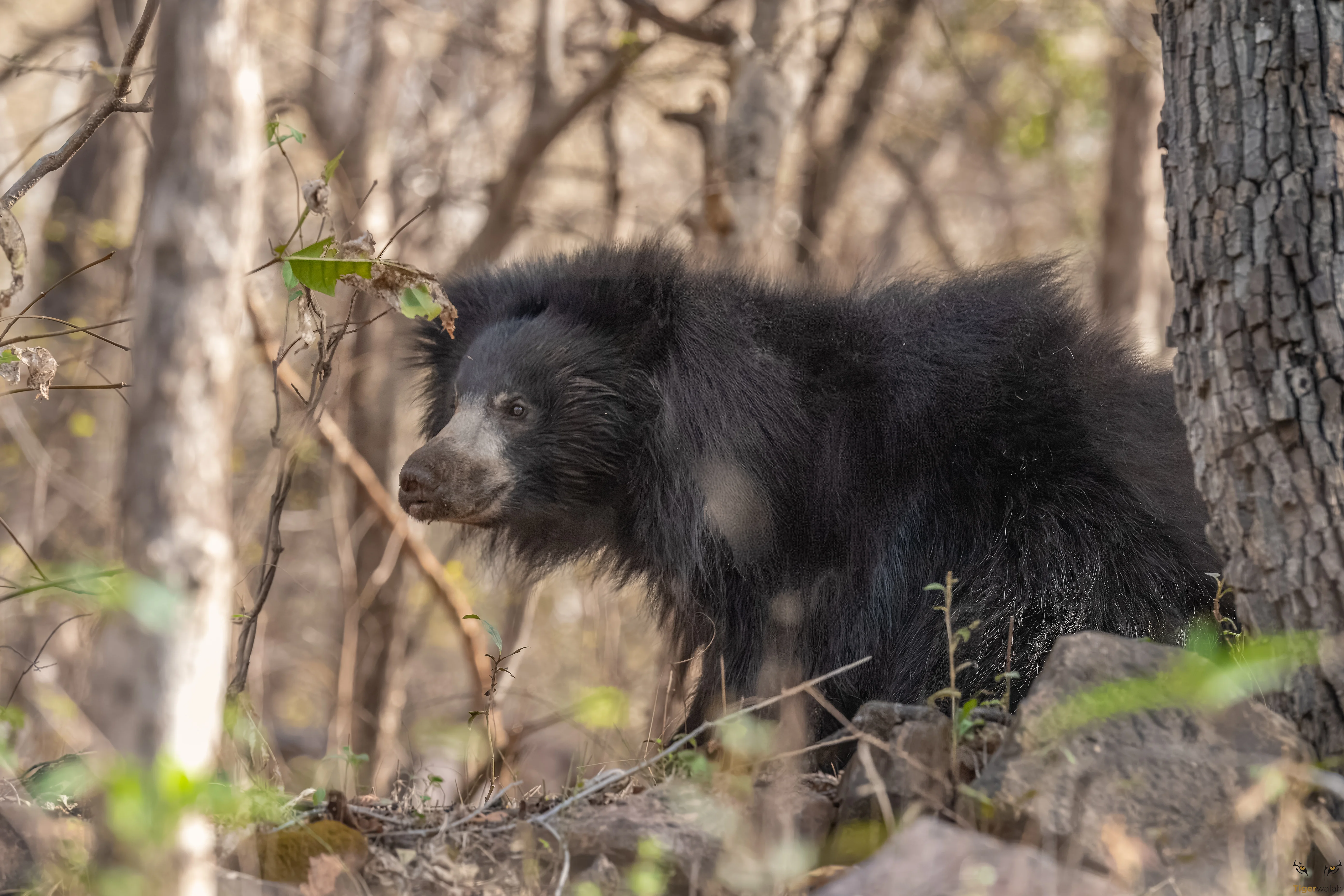 The confluence of Aravali and Vindhyan hill ranges